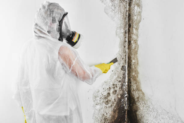 Certified Mold Removal in Forked River, NJ