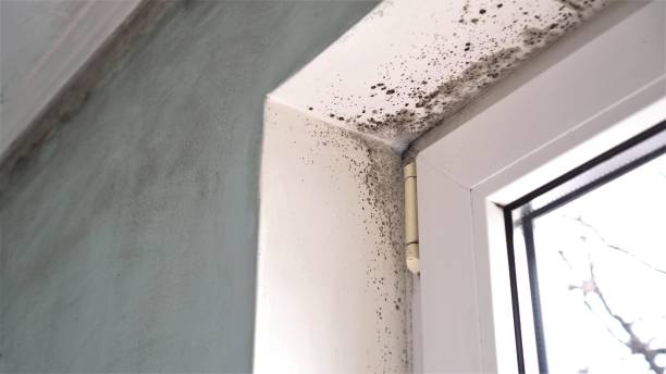 Best Mold Removal Process  in Forked River, NJ