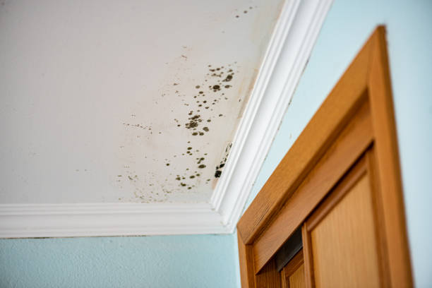 Best Professional Mold Removal  in Forked River, NJ