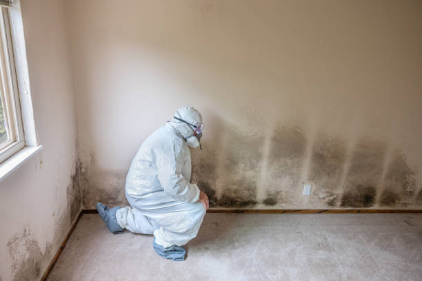 Best Commercial Mold Removal  in Forked River, NJ