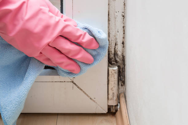 Best Local Mold Removal Service  in Forked River, NJ