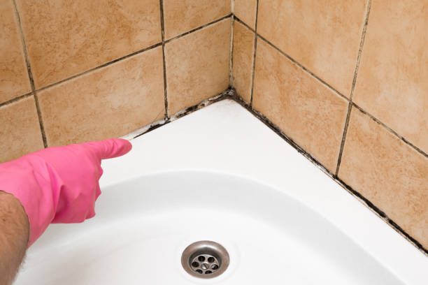 Best Affordable Mold Removal  in Forked River, NJ