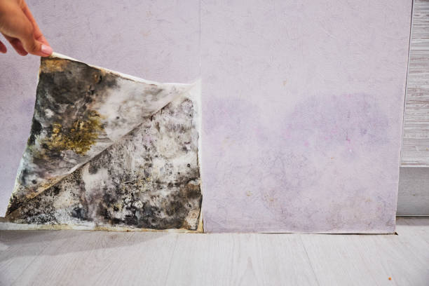 Attic Mold Removal in Forked River, NJ